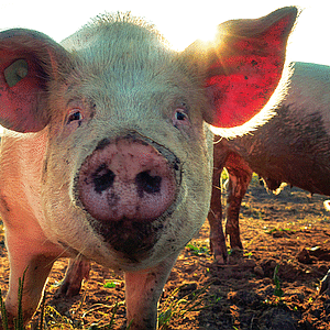 Pig butchering scam richixbw pascal debrunner b zymn e r4 unsplash.png