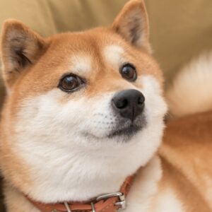 Shiba inu dog doge dogecoin.jpeg