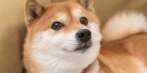 Urlhttps3A2F2Fg.foolcdn.com2Feditorial2Fimages2F8668132Fshiba inu dog doge dogecoin 13.jpeg