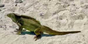 Iguana Lizard Animal Pest.jpeg