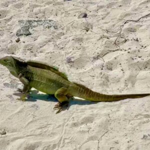 Iguana Lizard Animal Pest.jpeg