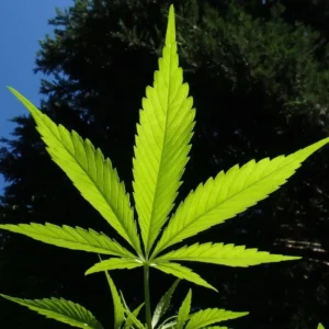 Cannabis 1382955 1920 e1545996165732.webp